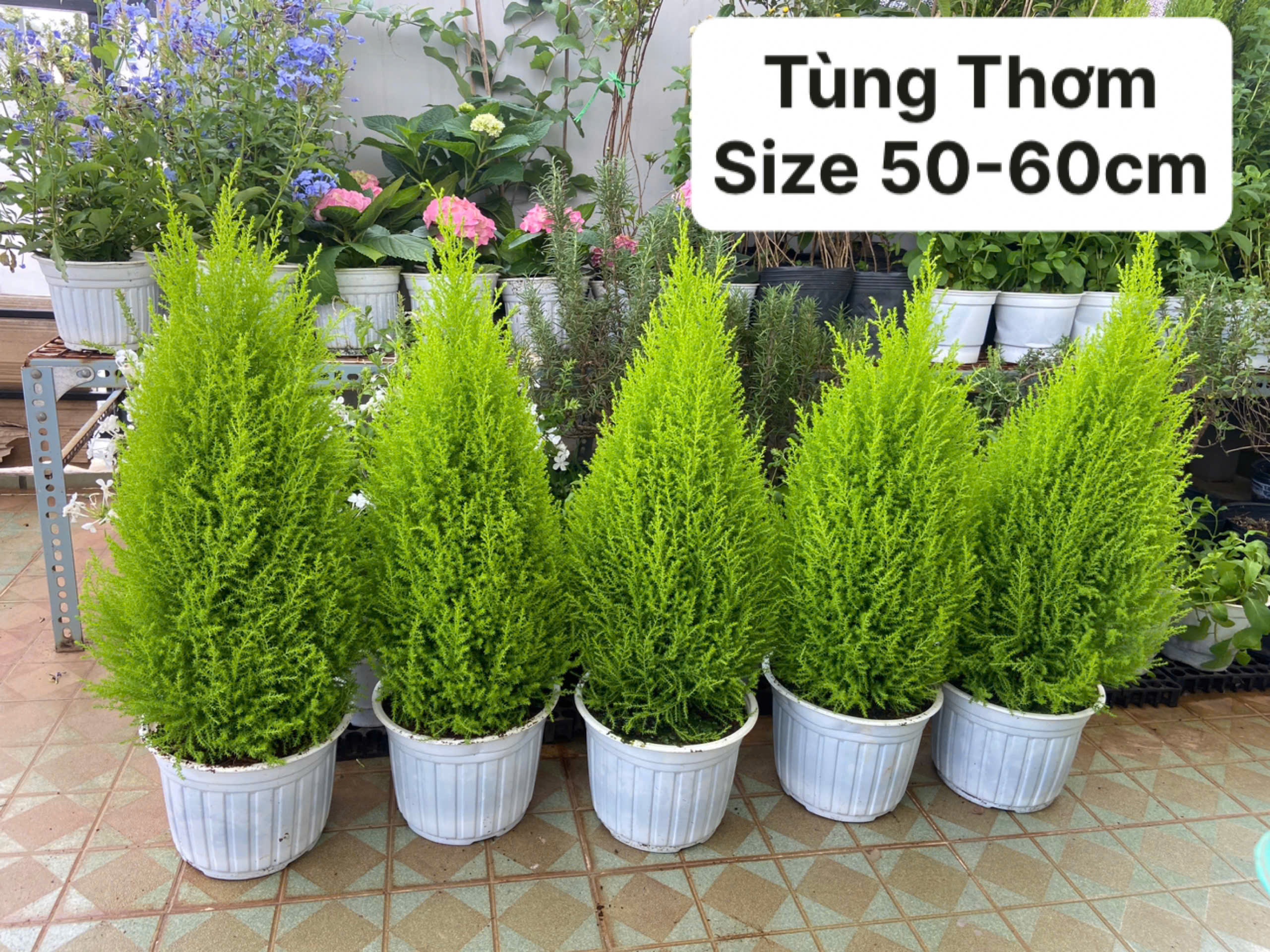 Tùng Thơm (Tùng Chanh) JUN GARDEN Trang Trí Noel Giáng Sinh Đẹp