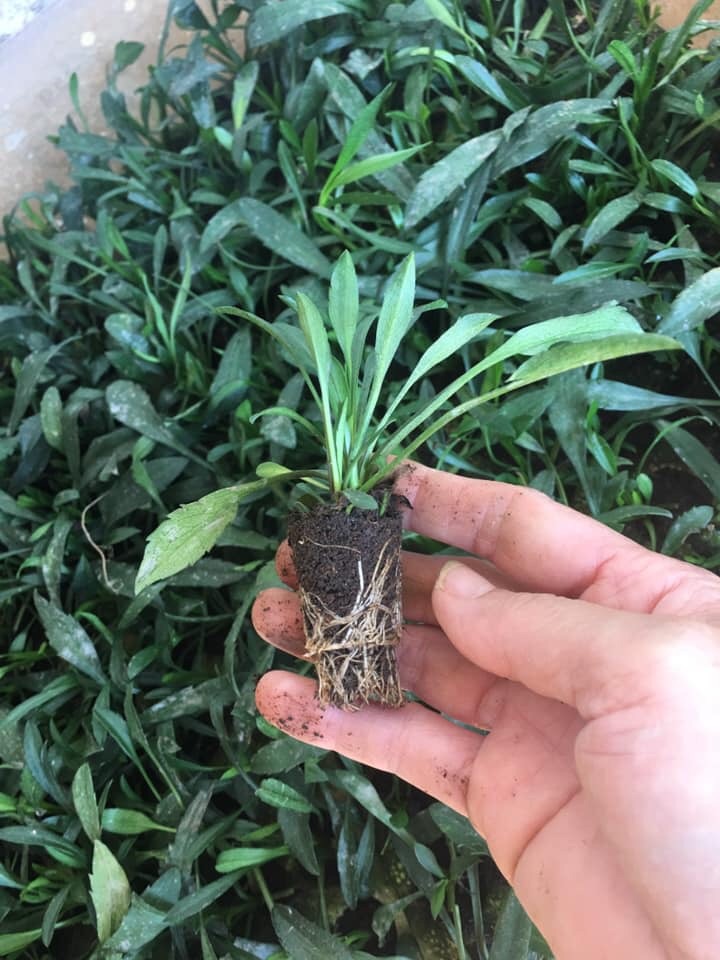 combo 10 Cây giống hoa thạch thảo