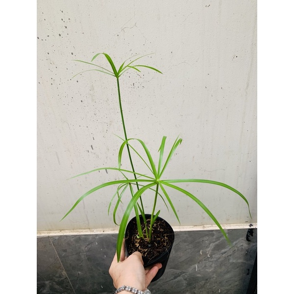 Cây thuỷ trúc trồng thuỷ sinh được