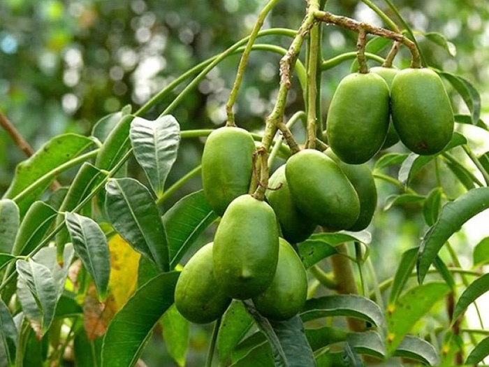 Cóc thái ươm sẵn