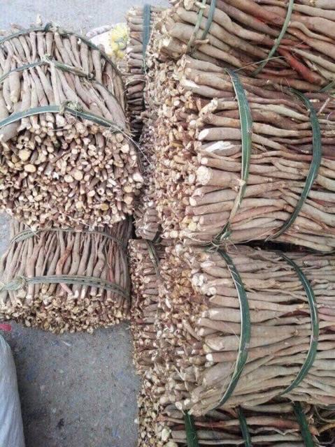 Sâm Cau khô hàng đẹp giá chuẩn 500g