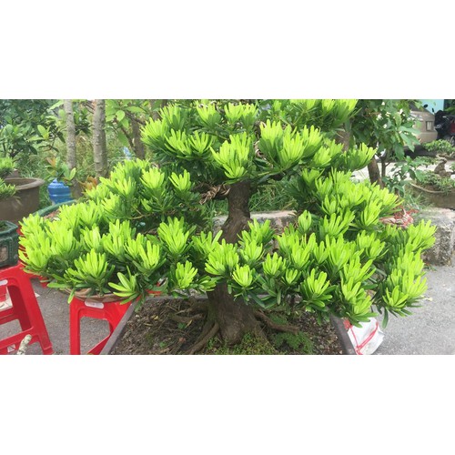 CÂY GIỐNG CÂY VẠN NIÊN TÙNG KIM CƯƠNG BONSAI TRƯỜNG THỌ