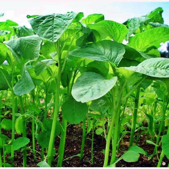 HẠT GIỐNG RAU DỀN XANH - GÓI 20 GRAM