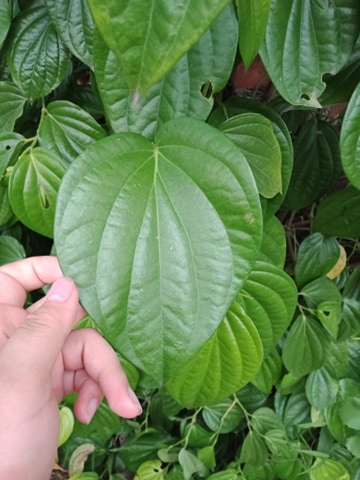 500g lá trầu không tươi