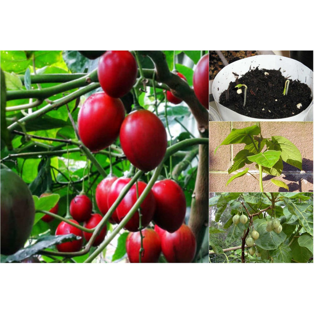 Hạt giống cà chua thân gỗ - 10 hạt