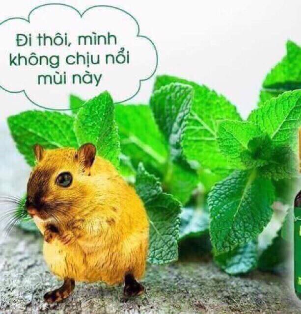 Combo 2 Chai Tinh Dầu Bạc Hà Huế Nguyên Chất