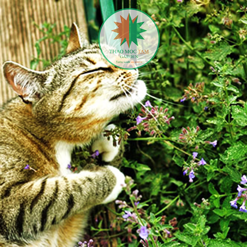 Cây Cỏ Bạc Hà Mèo (Cỏ mèo Catnip)