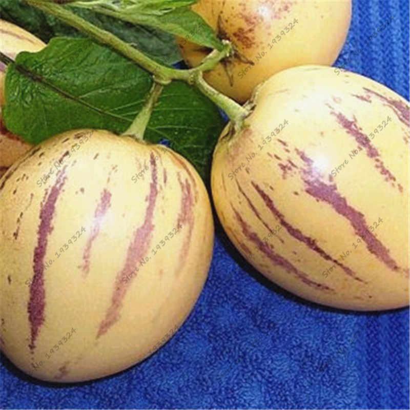 [Mới] - Combo 3 gói Hạt giống dưa pepino
