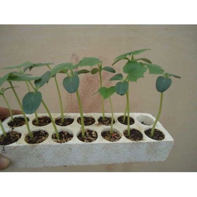 11B [GIÁ GỐC] Hạt Giống Dưa Lưới Xanh - 10 hạt
