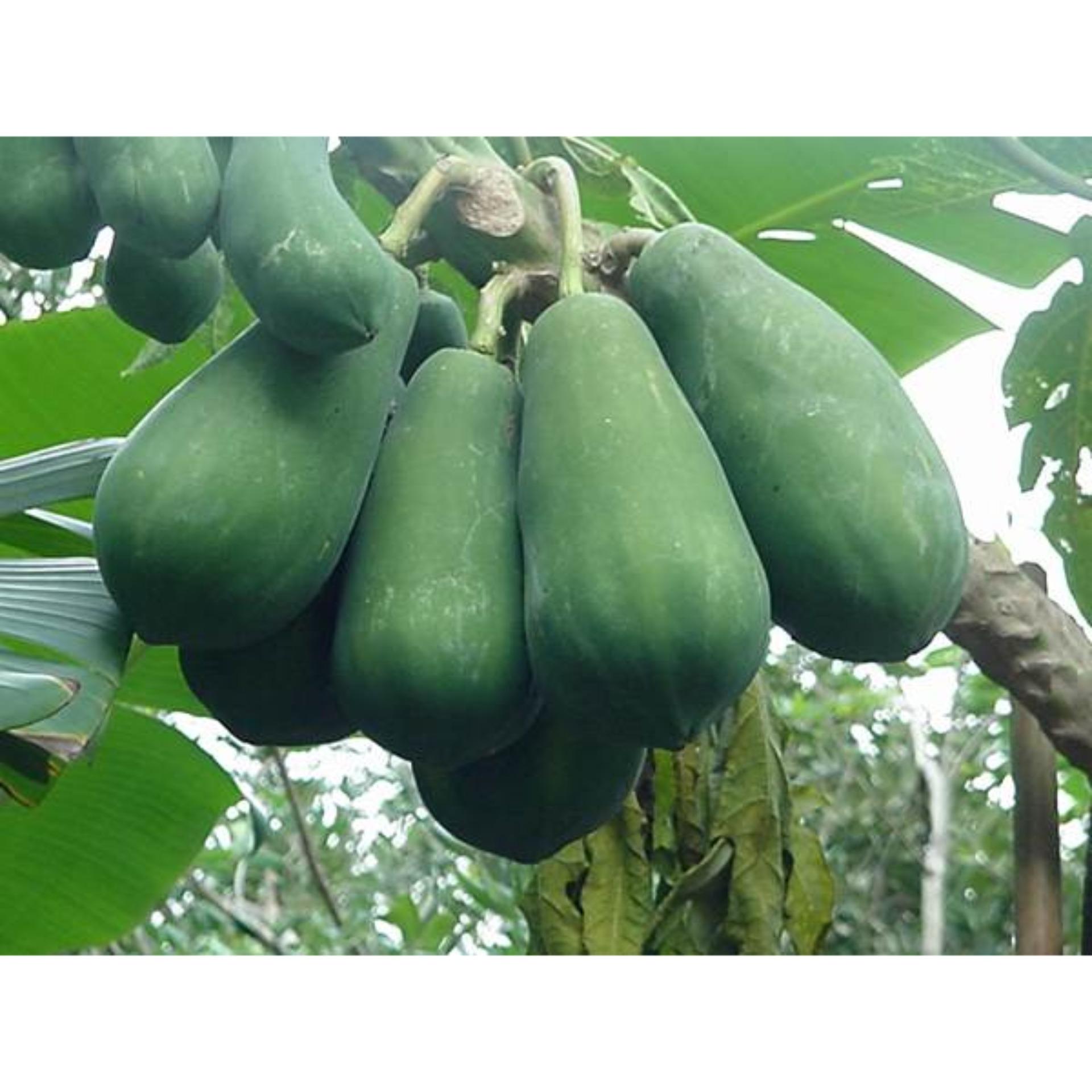 Hạt giống đu đủ lùn