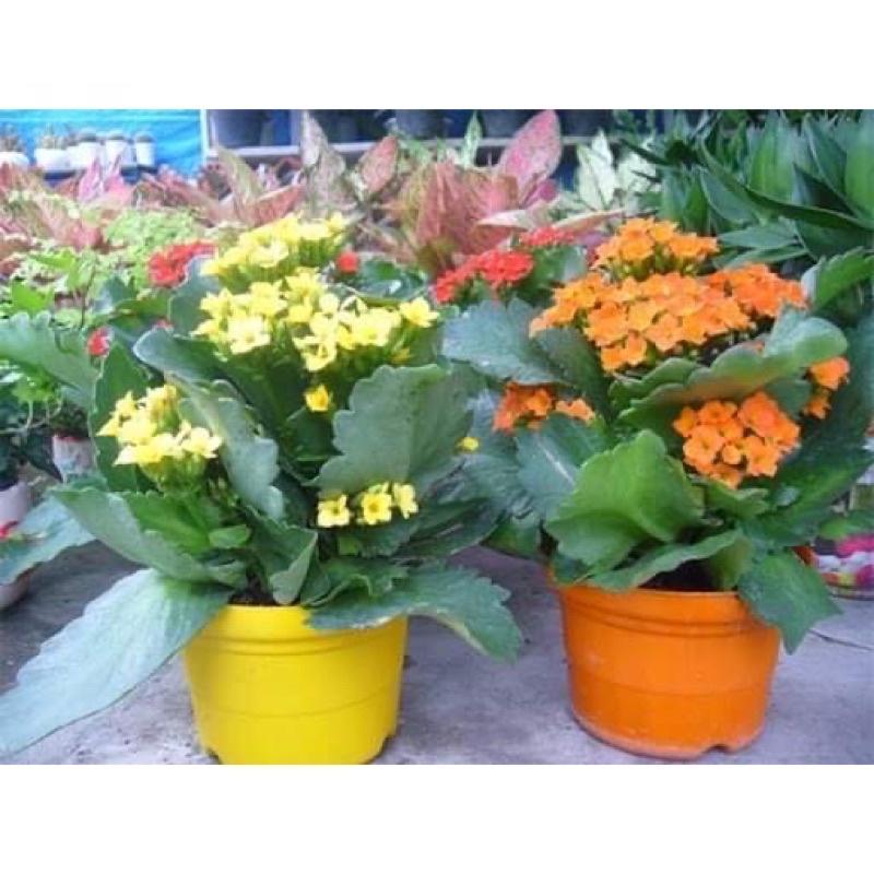 Cây Hoa sống đời kép.....