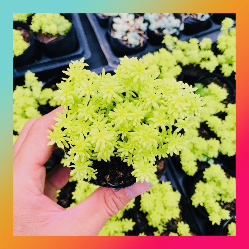 CỎ SEDUM VÀNG SIZE BÉ SIÊU KHỎE ĐẸP LỖI 1 ĐỔI 1