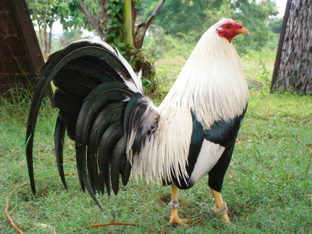 10 trứng gà mỹ rặc