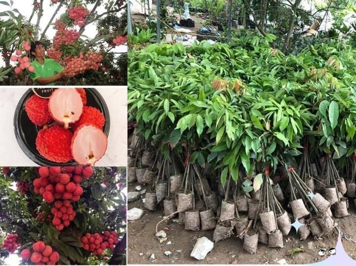 Cây giống vải không hạt f1