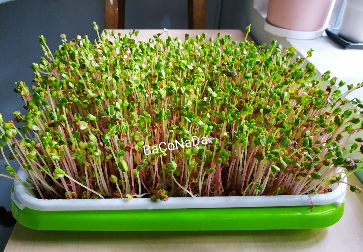 Hạt giống mầm củ cải đỏ