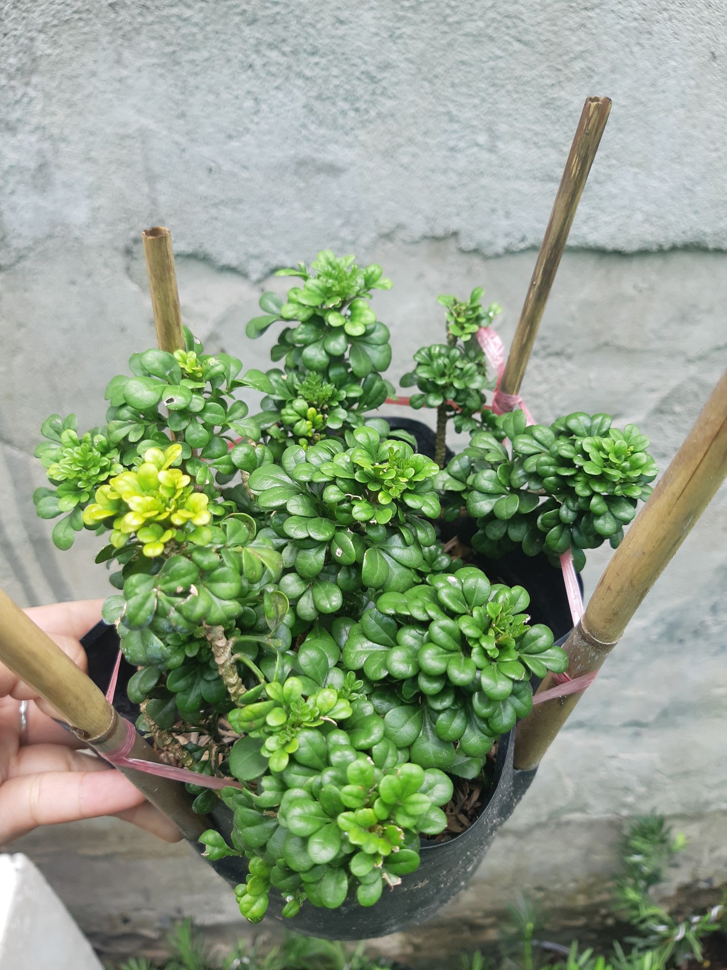 cây ngâu tàu
