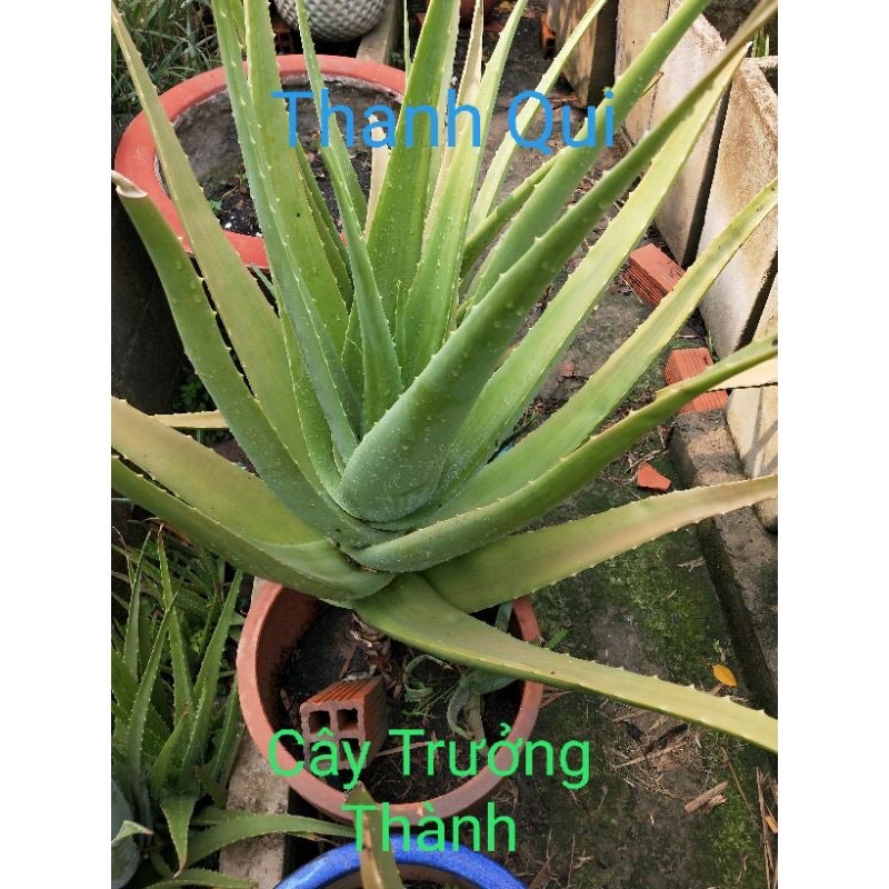 Cây nha đam giống (thái) siêu đẻ nhanh