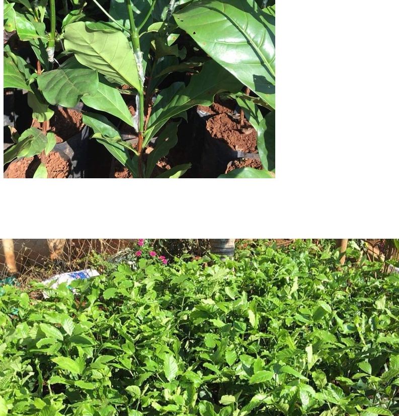 cây giống cà phê ( giống cây ghép siêu sớm) _CÂY GIỐNG ĐỨC MẠNH