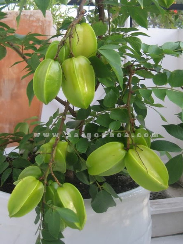 Hạt giống khế chua - gói 5 hạt