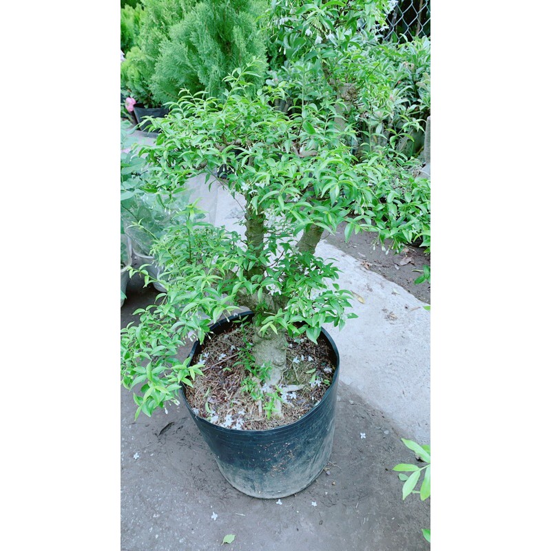 [HCM]Mai Chiếu Thuỷ Bonsai Lớn