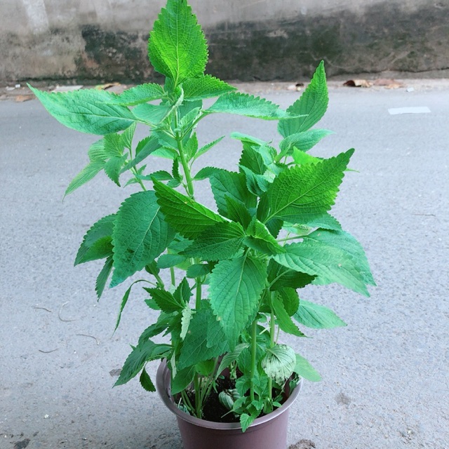 [HCM]Chậu Cây Rau Kinh Giới