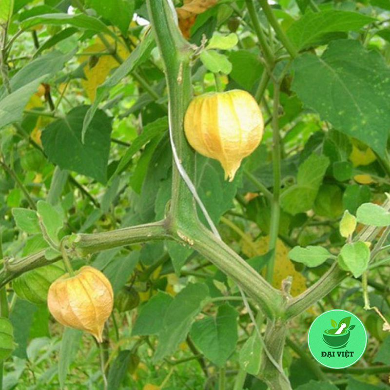 Cây tầm bóp khô (gói 1kg) - DV080