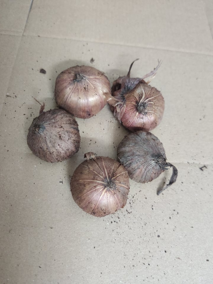 CỦ hoa layơn combo 5 củ (5 màu ngẫu nhiên )