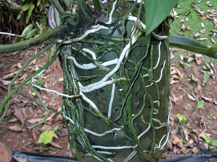 Phân bón dưỡng rễ cây trồng 3M