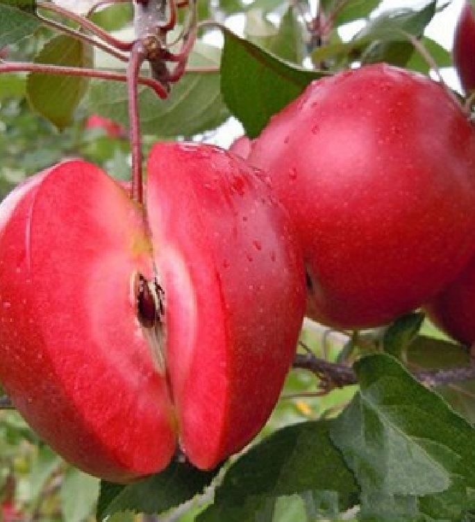 Hạt Giống Táo Đỏ Mỹ Lùn " 10 hạt "