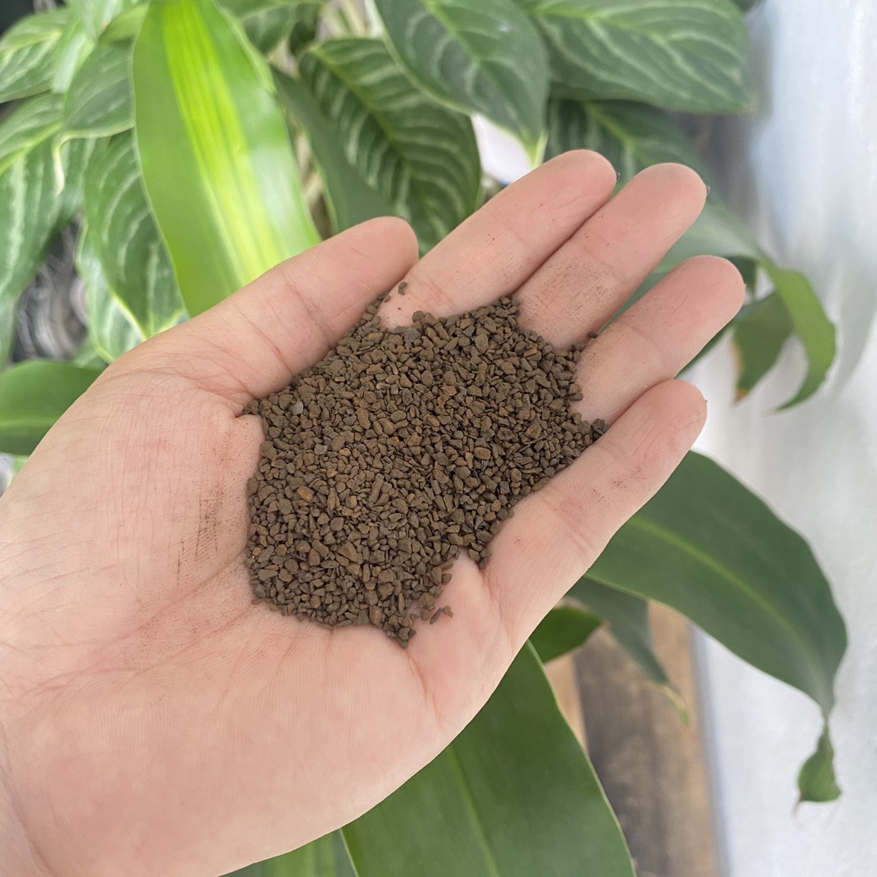 Mangan Việt Nam lọc phèn - 5kg