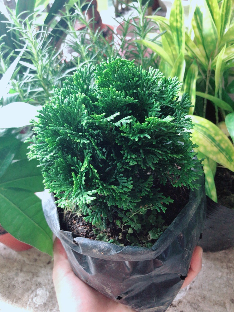 Cây Tùng Trắc