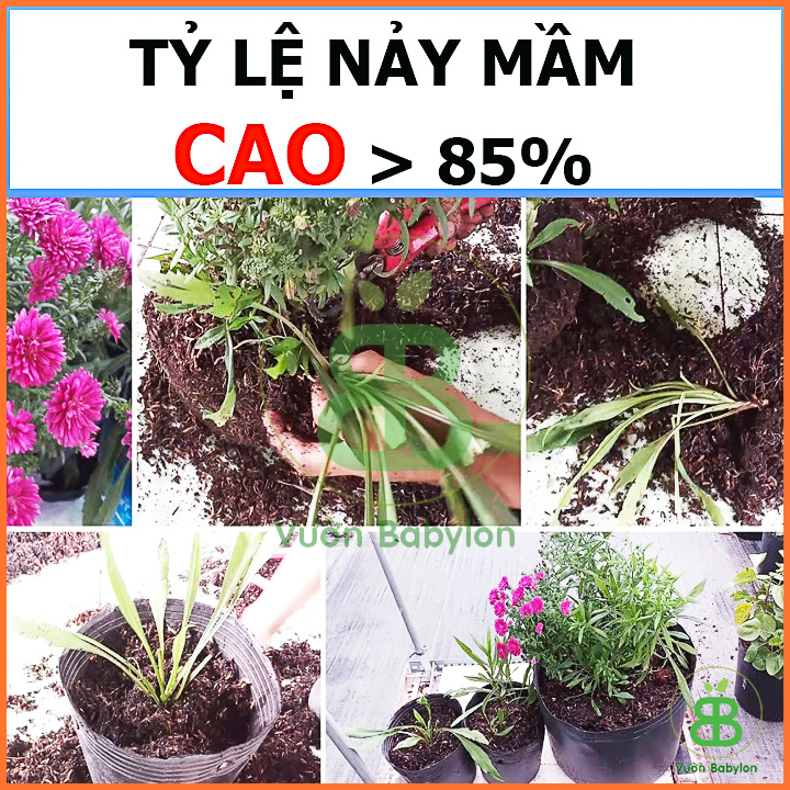 Hạt Giống Hoa Thạch Thảo Tím Dễ Trồng, Nhiều Hoa