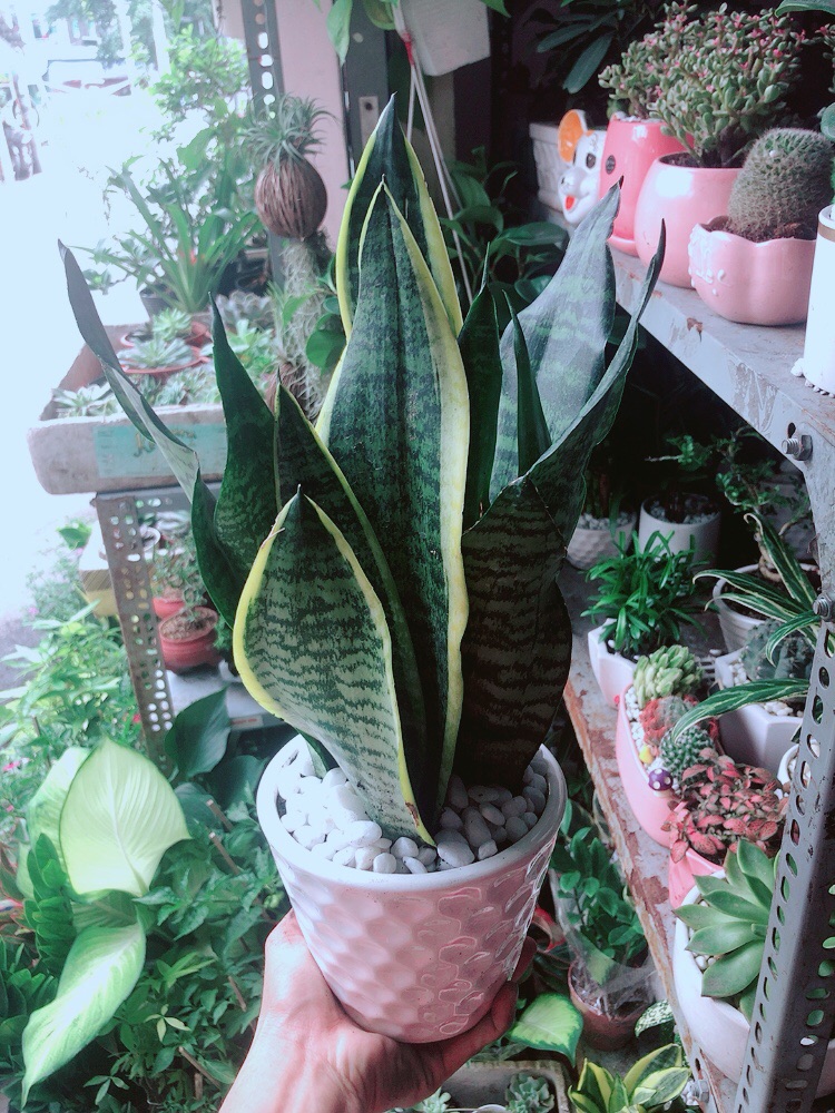 [HCM]Chậu Lưỡi Hổ Cao