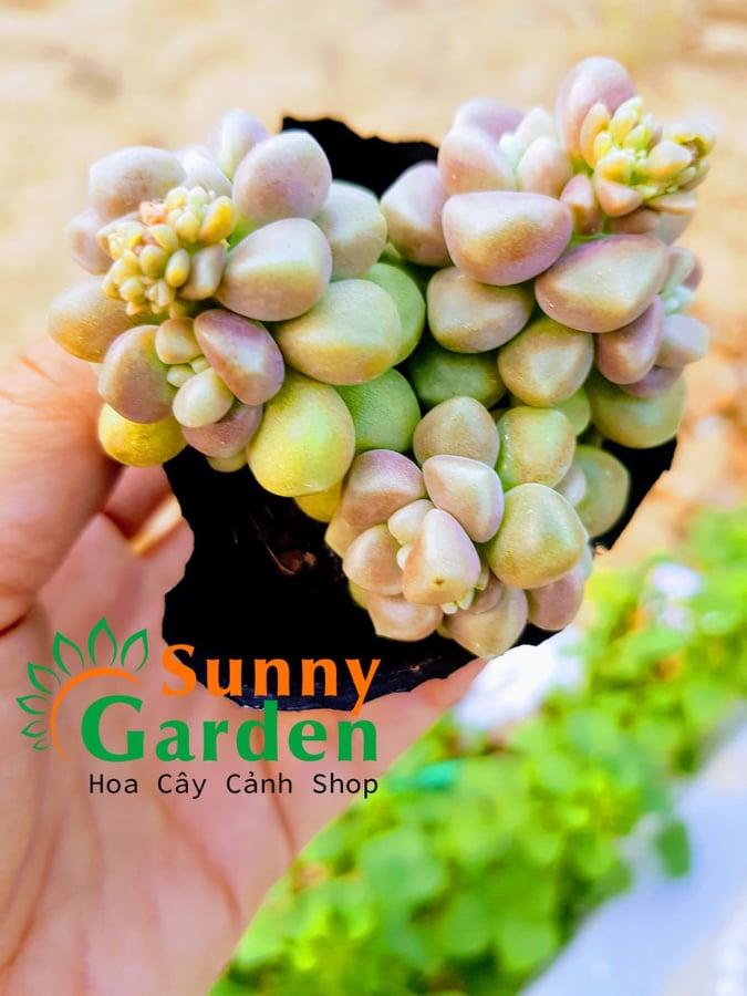 Sen Đá Kim Tuyến Hồng Bụi