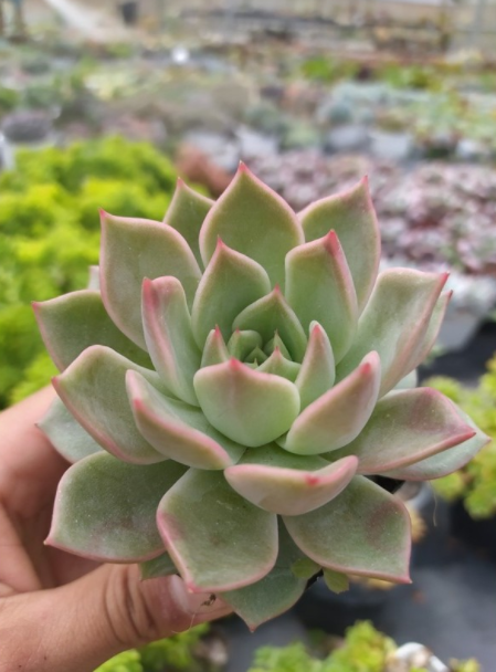 SEN ĐÁ ĐẾ VƯƠNG XÁM - SIZE BẦU - LỖI 1 ĐỔI 1