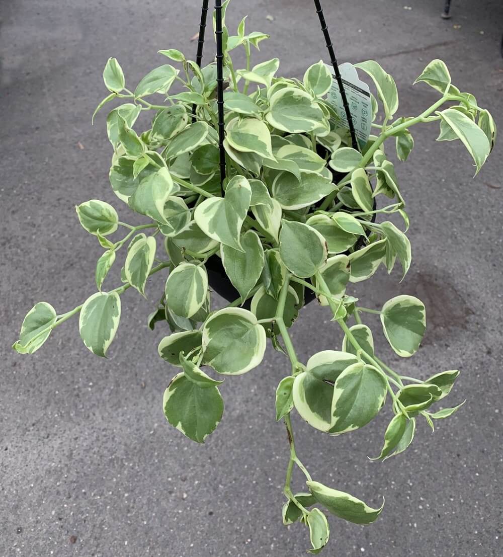 Cây Peperomia scandens Variegata (Cây Cupid) chậu nhựa