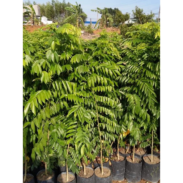 cây sưa đỏ lấy gỗ - cây giống cao dưới 1m