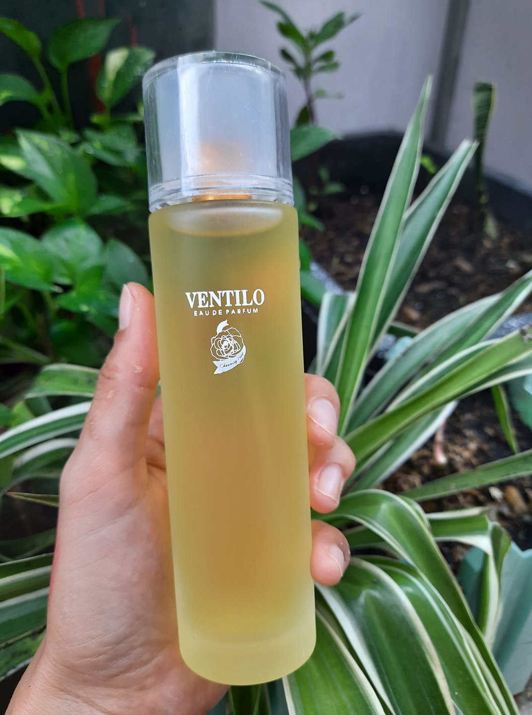 [HCM][NHẬN QUÀ - 1 THỎI SON NHA ĐAM] Nước hoa Ventilo Charming Rose Hương Hoa Hồng 100ML