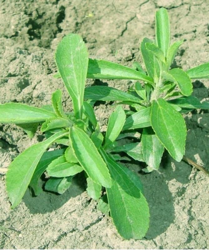 Hạt giống Cỏ ngọt Stevia
