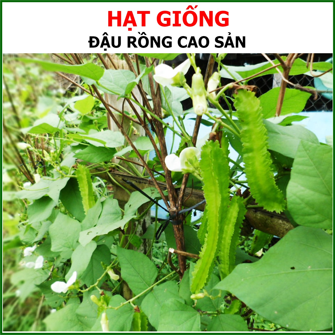Hạt Giống Đậu Rồng Cao Sản