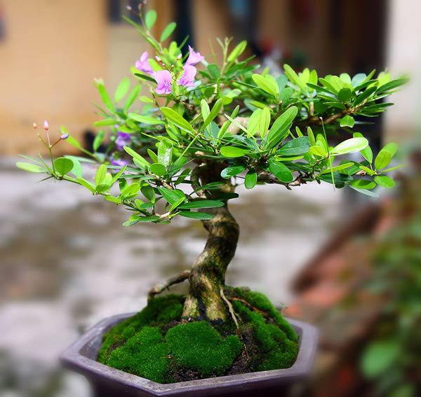 LINH SAM SIÊU BÔNG-GIÚP NÔNG DÂN ĐỔI ĐỜI