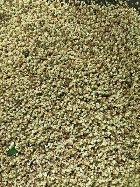 250g trà hoa nhài hoa bát tiên