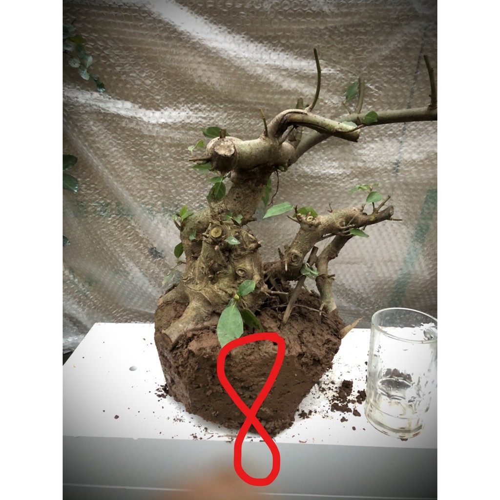 Cây sung bonsai phôi (ảnh thật) đánh số 1-20.