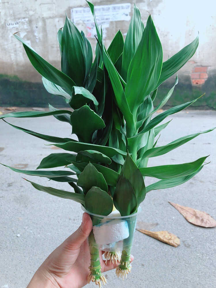 Phát Tài Búp Sen Kèm Chậu Thuỷ Tinh