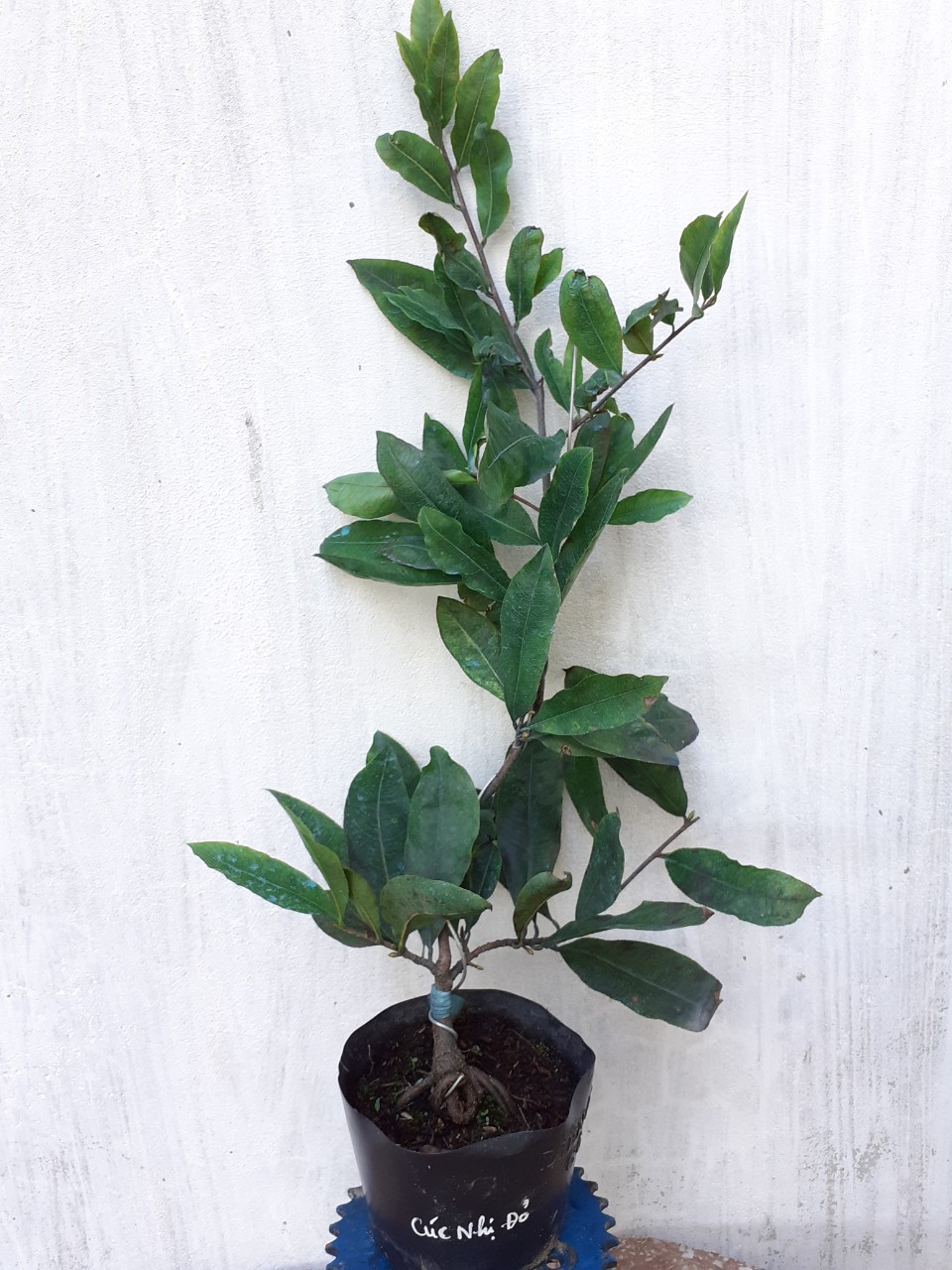 Mai Cúc Nhị Đỏ