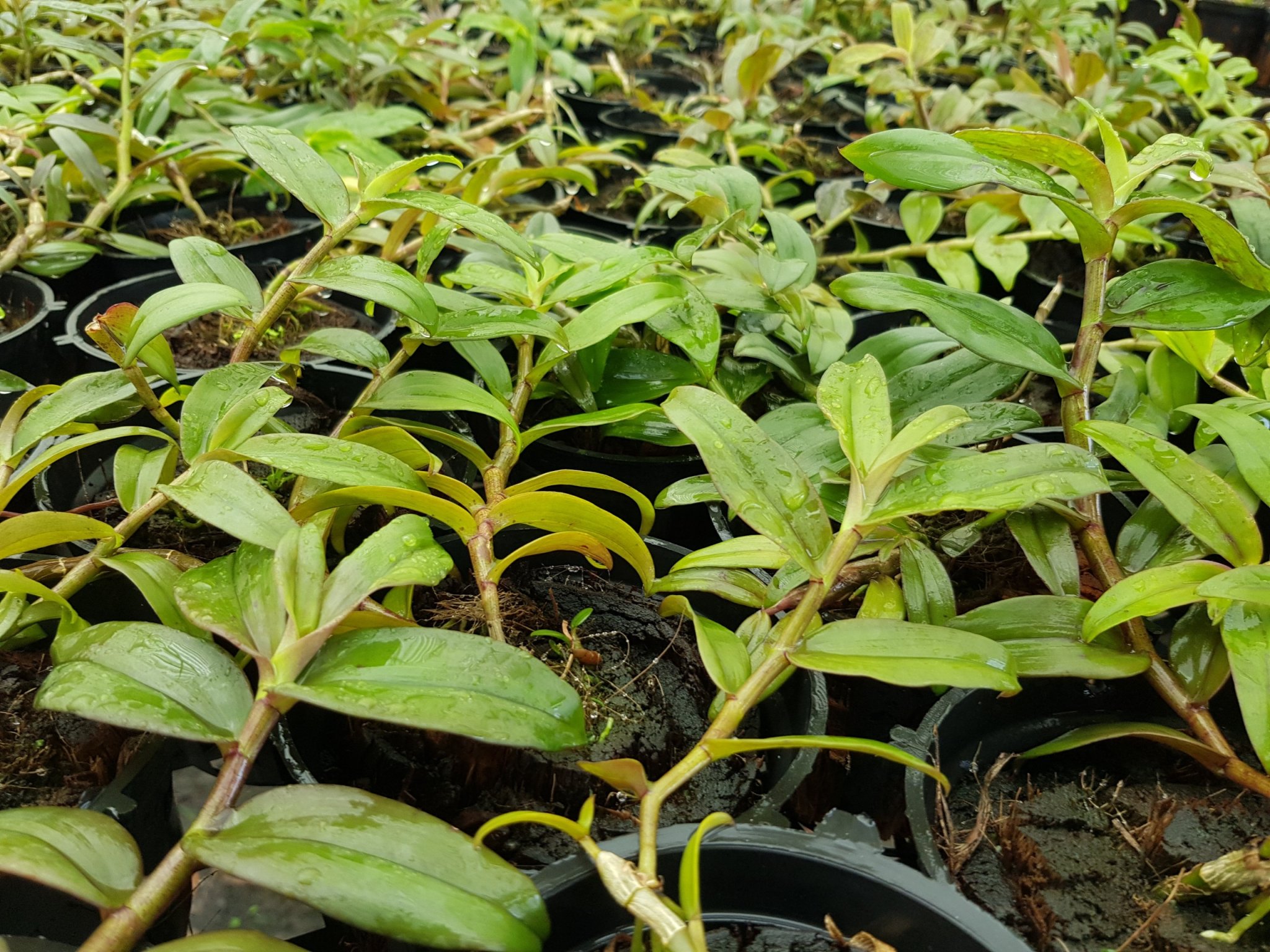 [Siêu Sale] phi điệp mắt đỏ hòa bình
