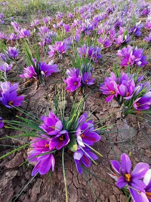 Combo 20 Củ hoa nghệ tây (Saffron) lấy nhụy