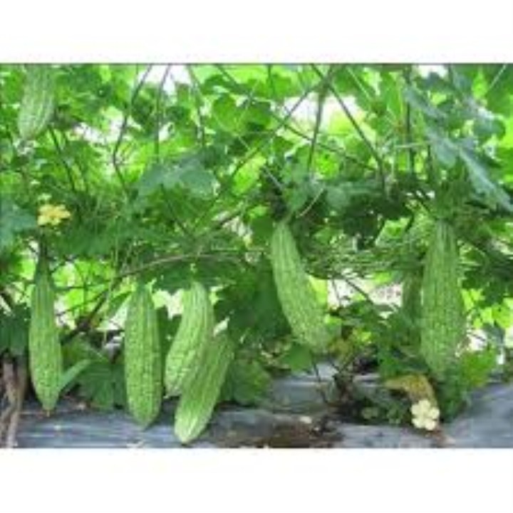 10 hạt giống mướp đắng xanh