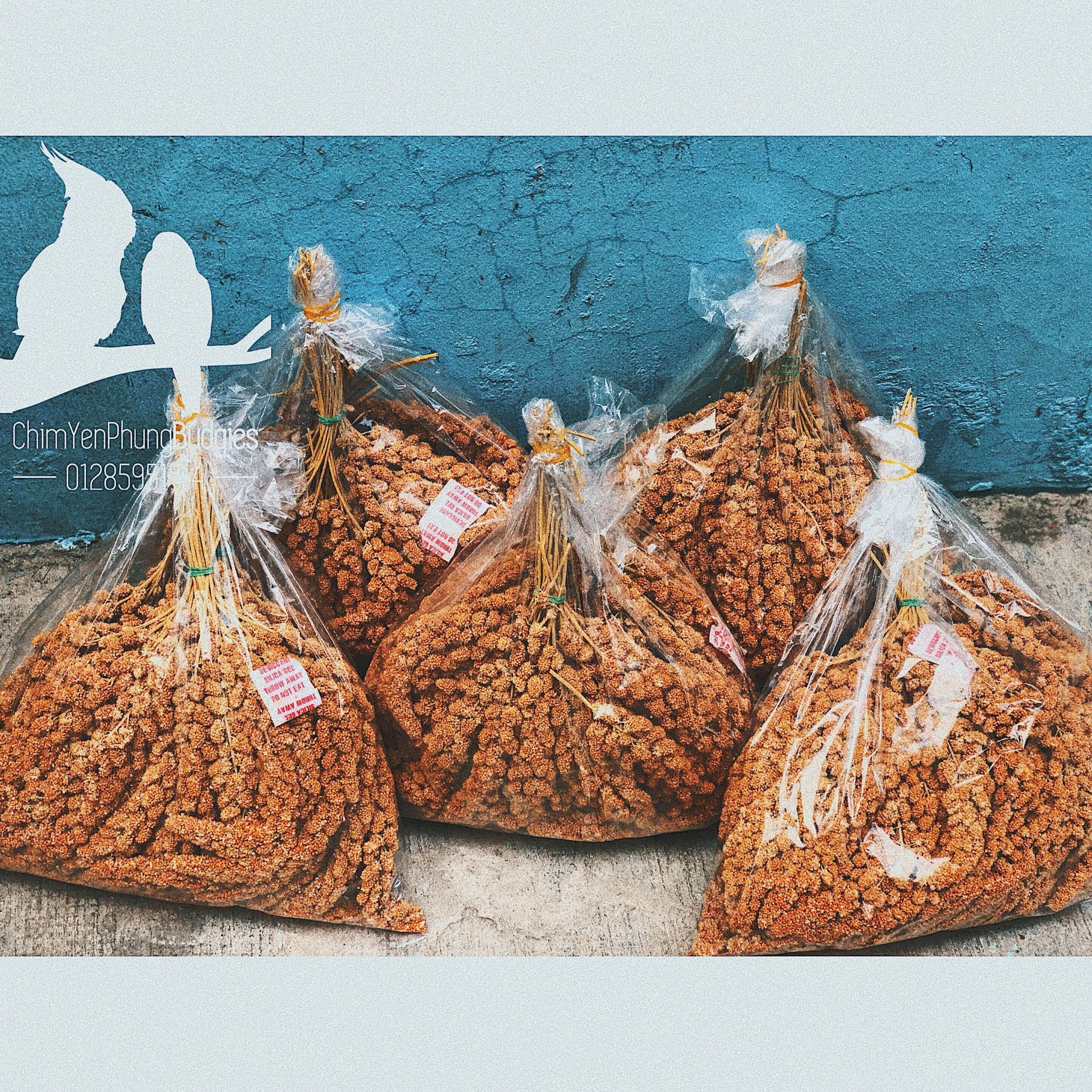 1kg kê chùm/kê bông [Spray Millet] cho Pet (Vẹt, Sóc, Hamster, Chim Cảnh) [thức ăn thú cưng]