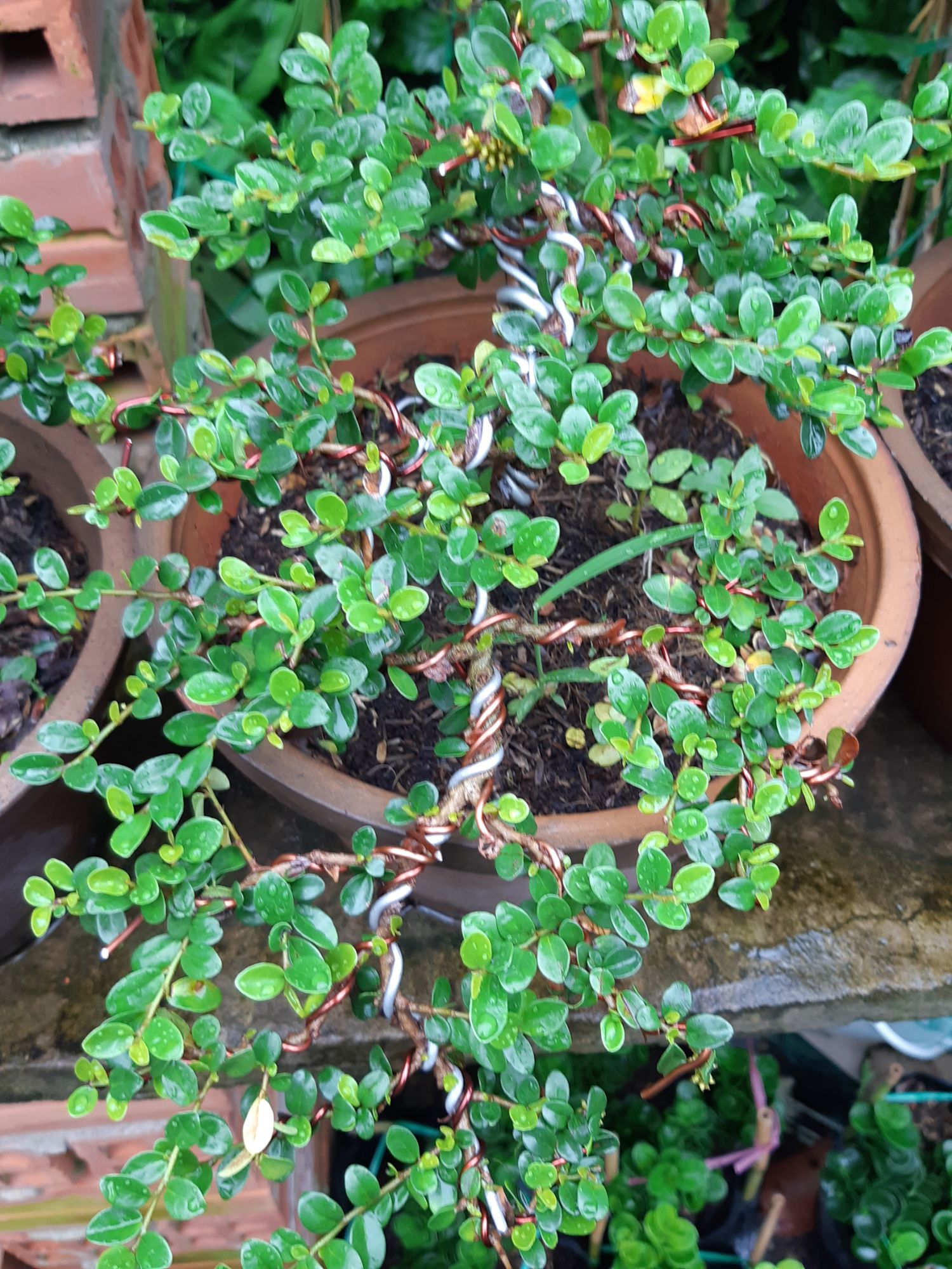cây sam trái (sam núi) bonsai già